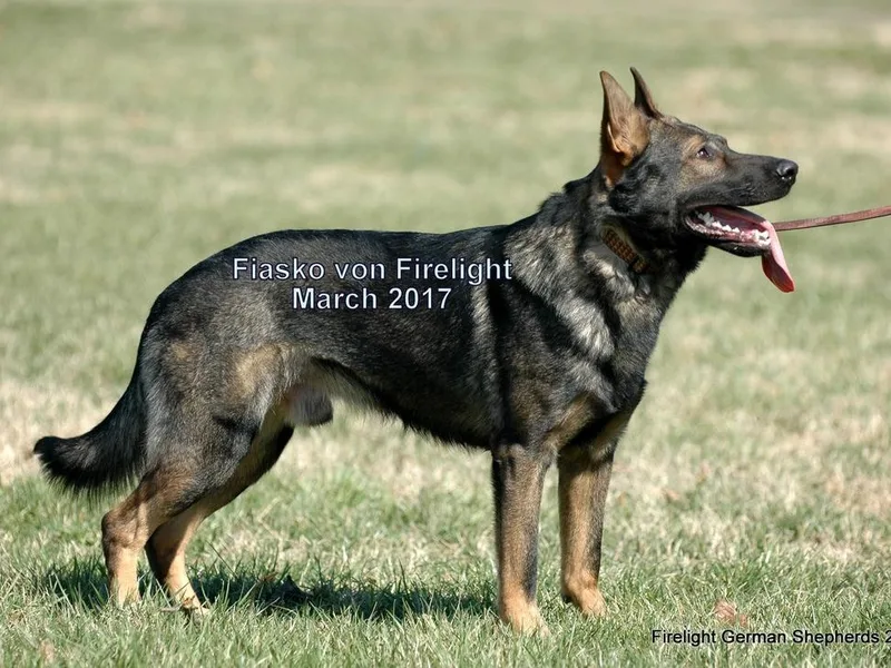 Firelight German Shepherds
