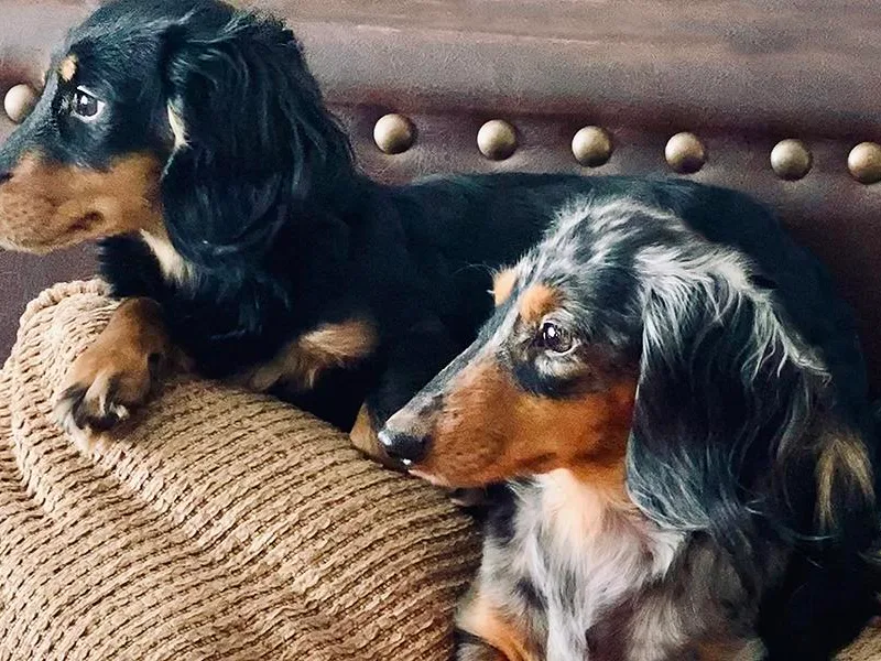 Firelight Mini Dachshund