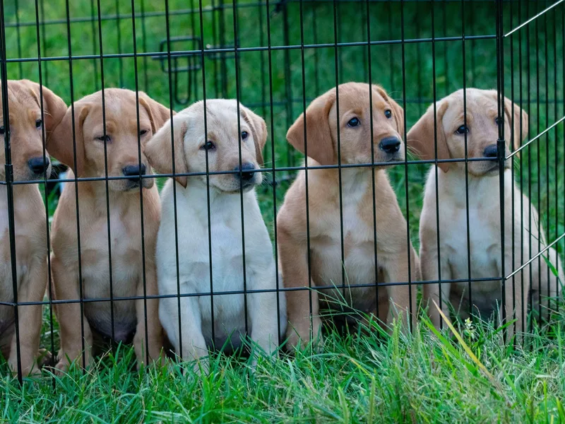 Firelight Retrievers