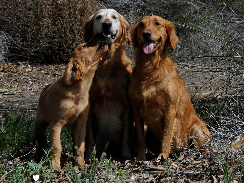 Firemark Retrievers