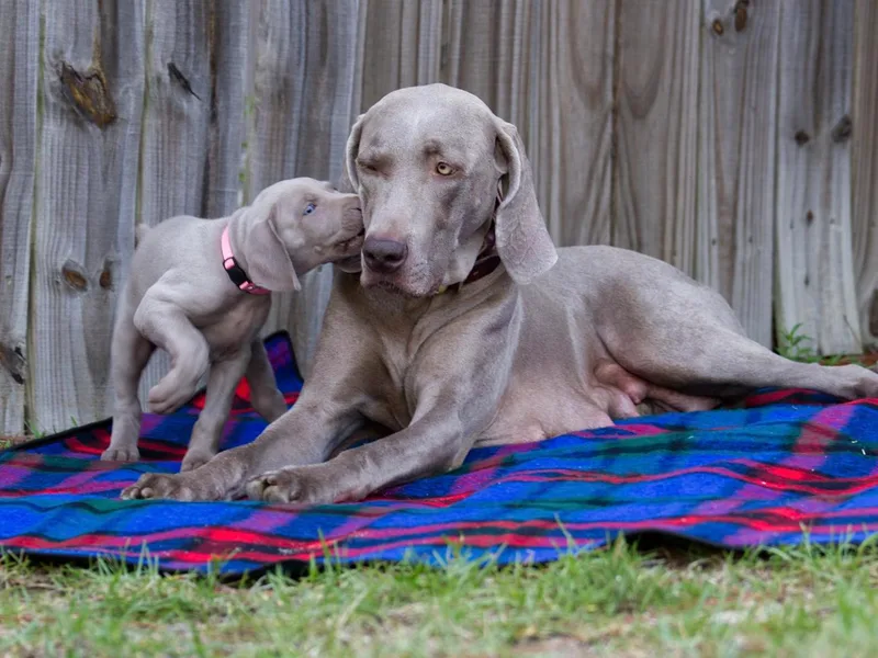 Firemark Weimaraners