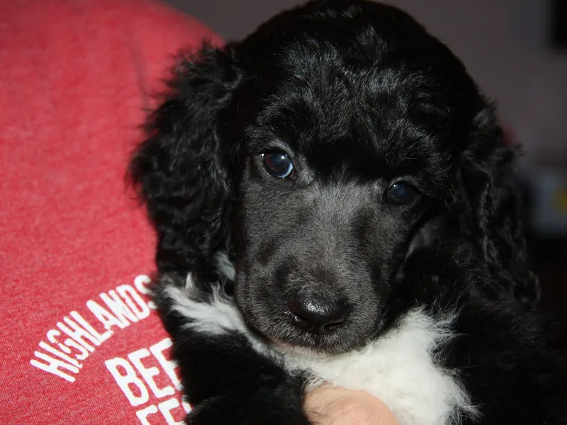 Fireside Standard Poodles