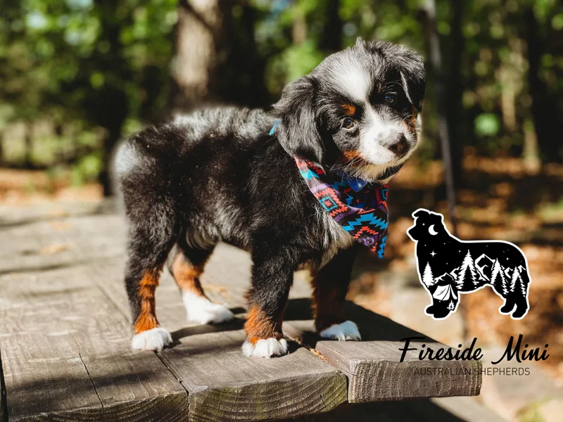 Fireside Toy &amp; Mini Aussies