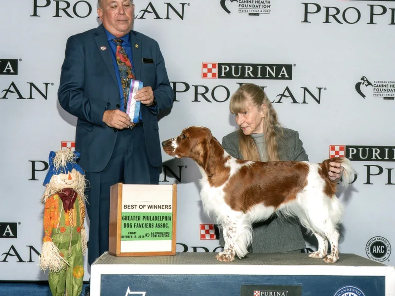 Fireside Welsh Springer Spaniels