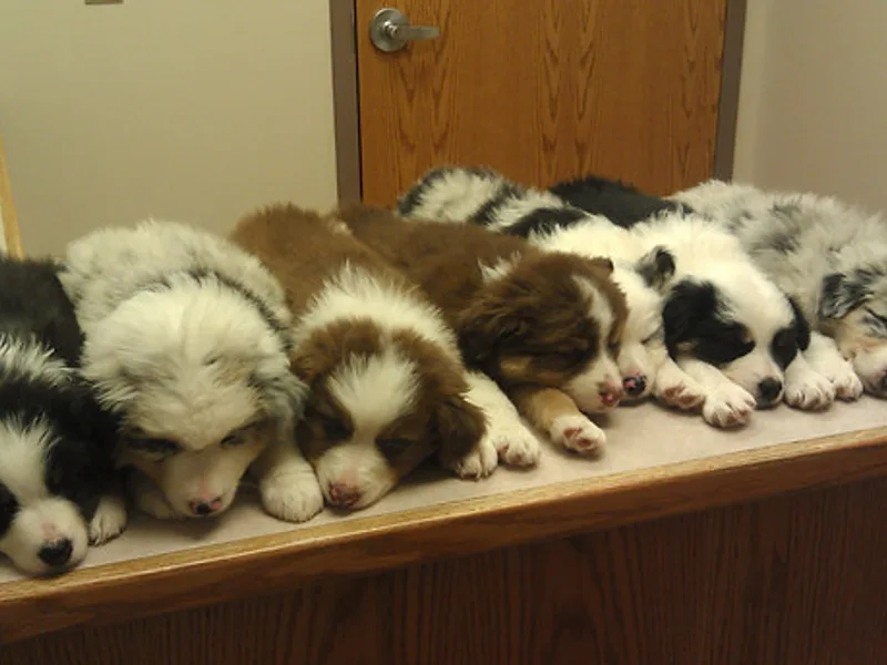 Firestone Australian Shepherds