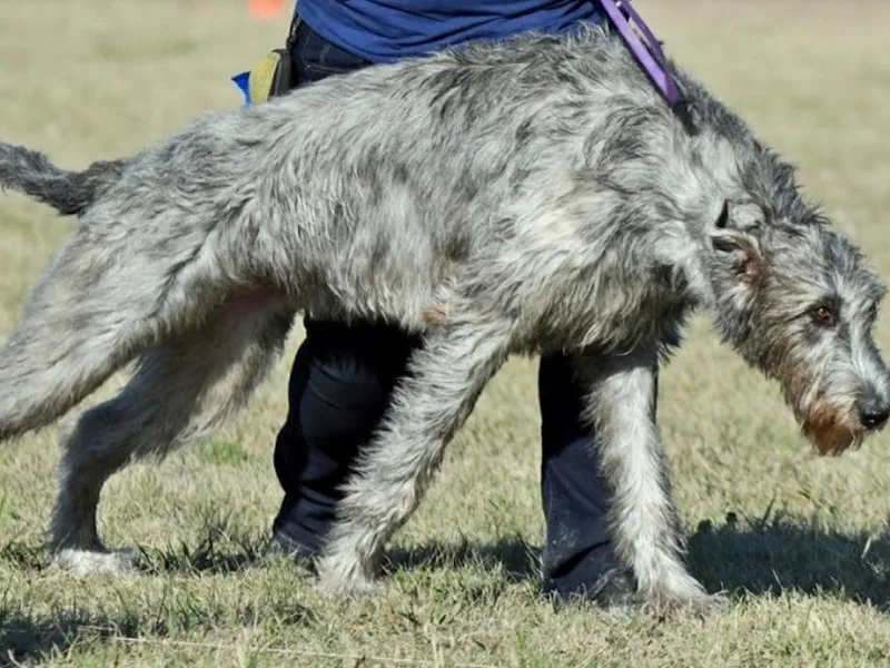 Fireswift Irish Wolfhounds photo 1