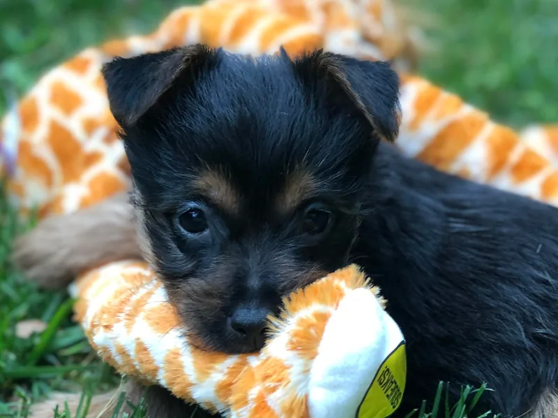 Firewalker Australian Terriers photo 1