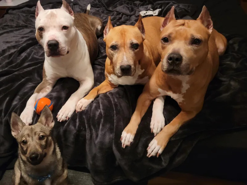 FireWater Kennels