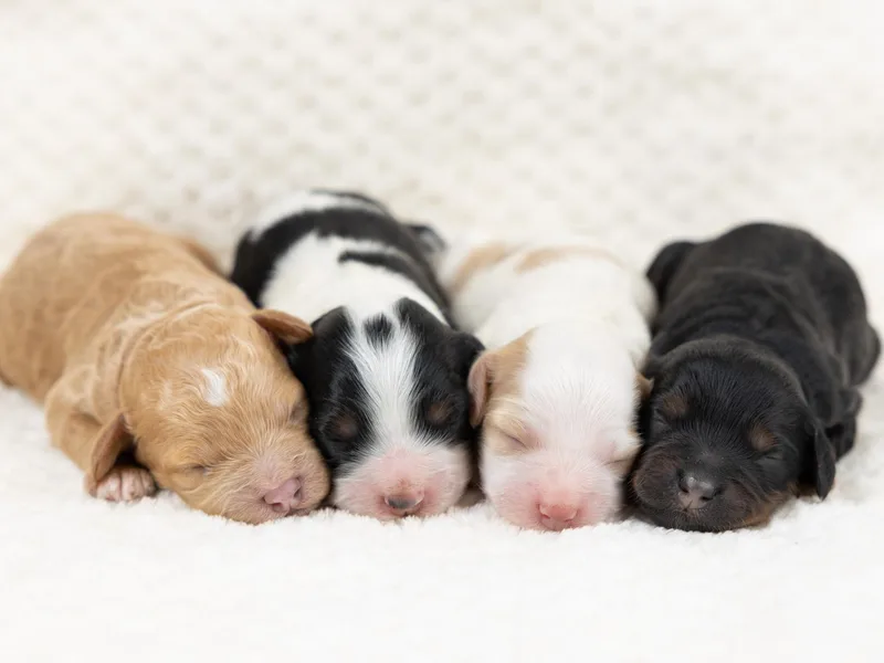 Firm Foundation Cockapoos