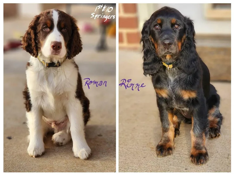 First and Ten Springer Spaniels