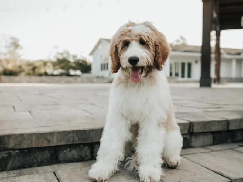 First Coast Goldendoodles