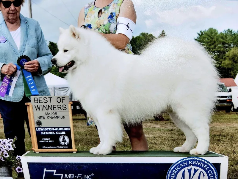 First Light Samoyeds photo 1