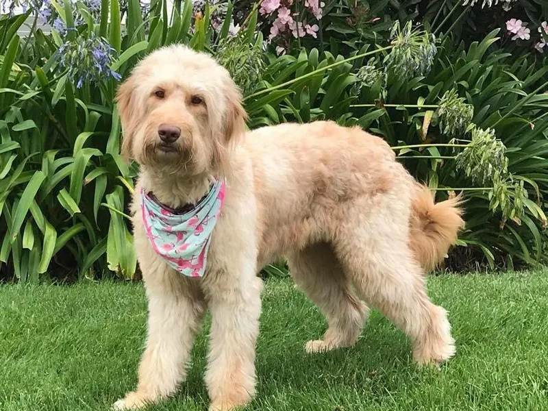 First Mountain Doodles