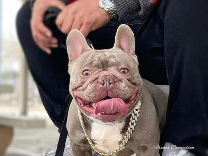 First Pick Frenchies