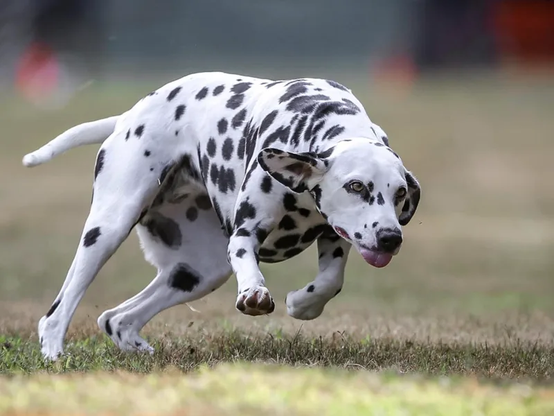 First State Dalmatians photo 1