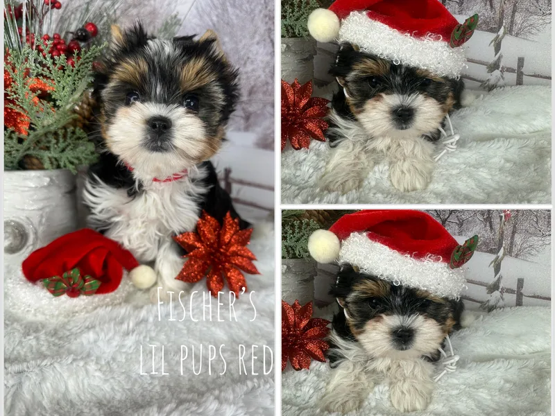 Fischer's Biewer Terriers photo 1
