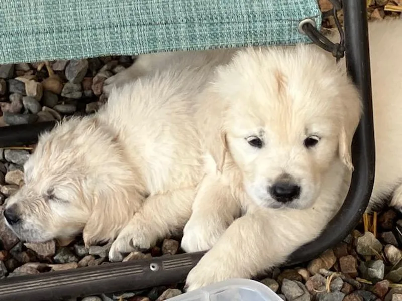 Fischers Goldens