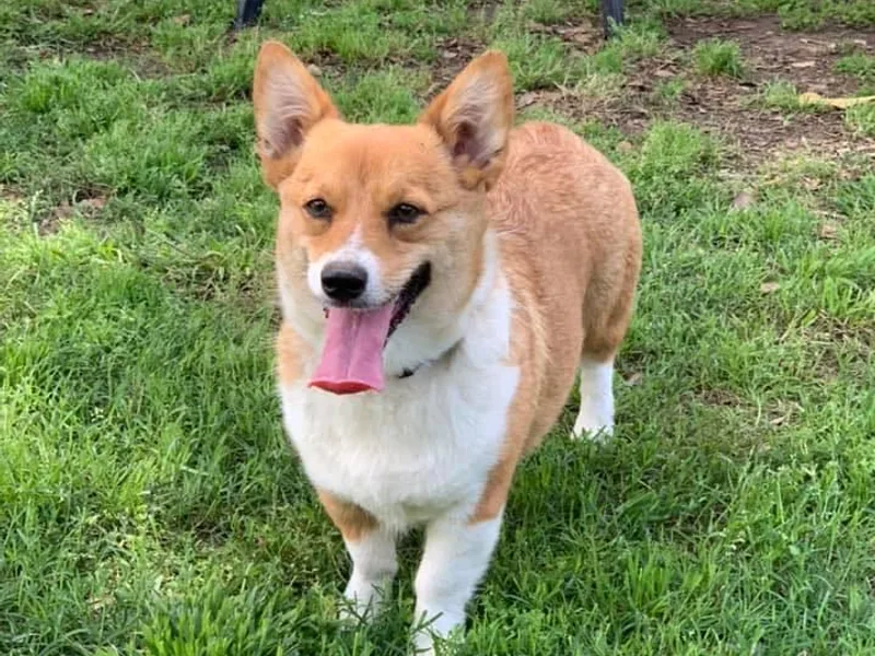 Fish Creek Corgis photo 1