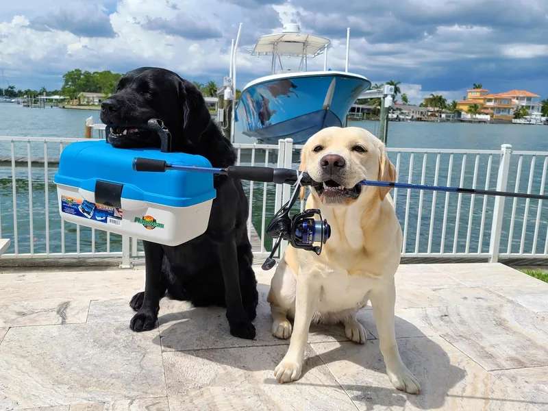 Fishdogs Labradors photo 1