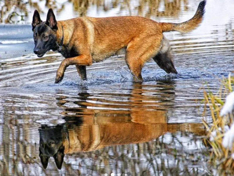 Fisher River Malinois