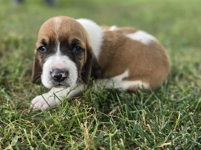 Fisher's Couch Hounds