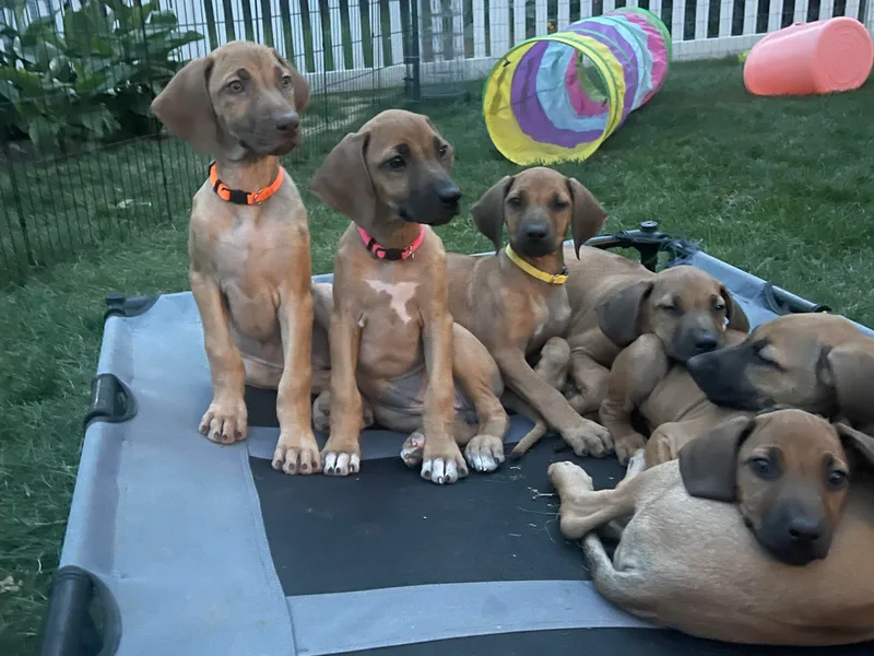 Fisher’s Rhodesian Ridgebacks