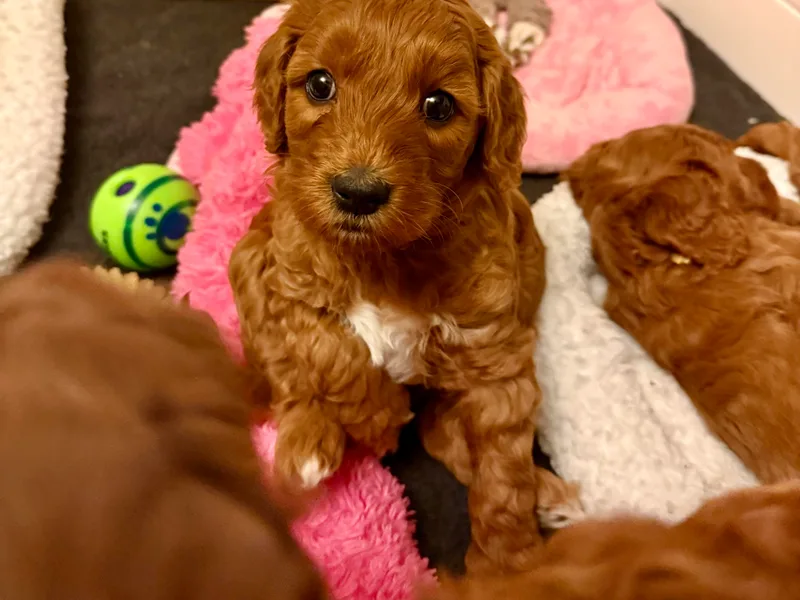 Fishermen’s Doodles