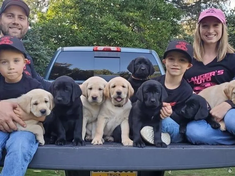 Fishing Creek Labs and Mountain Dogs OFA Health Tested! Bell Trained!