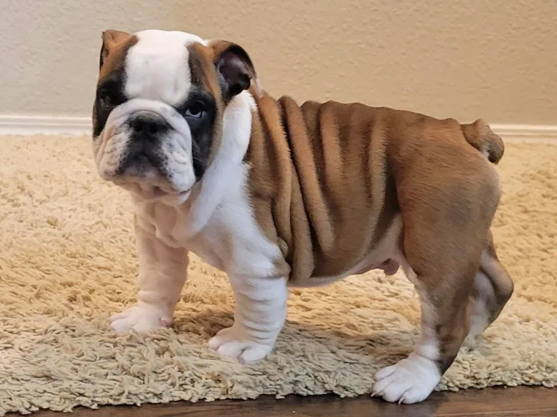 Fithian's Bulldogs