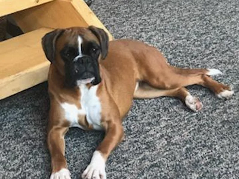 Fitzgerald’s Boxers