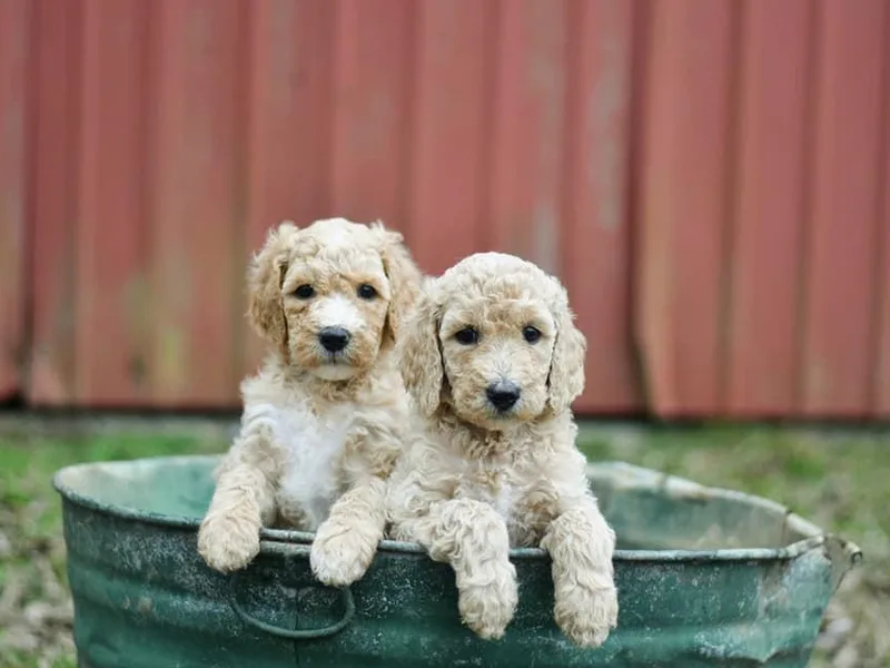 Fitzgerald Standard Poodles photo 1