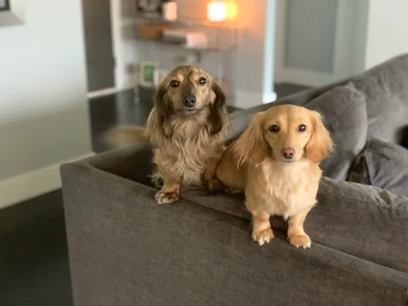 Fitzpatrick's Irish Cream Doxies