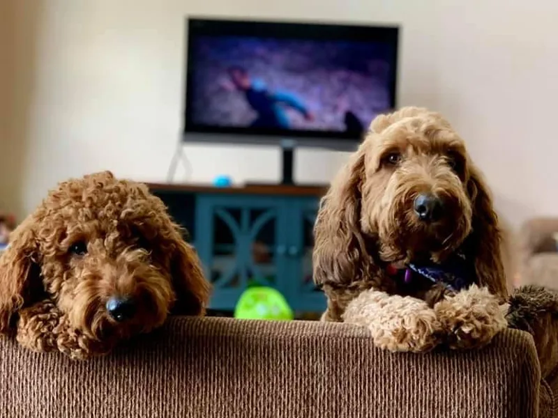 FitzPatricks Doodles