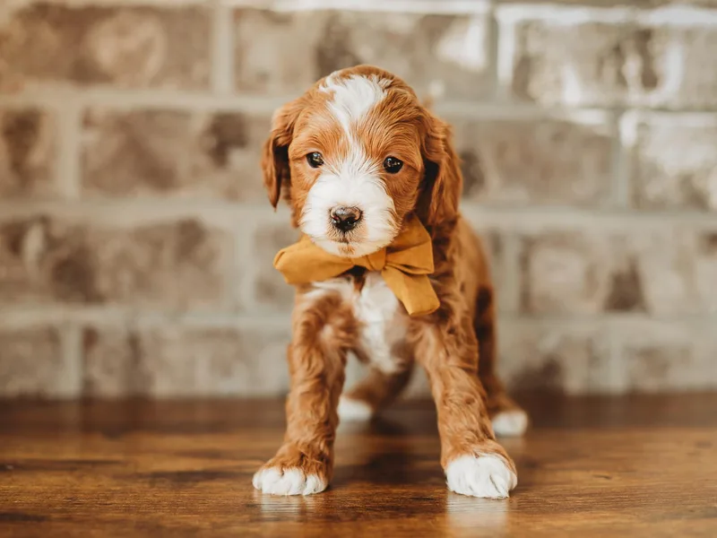 Fitzy Doodles of Alabama