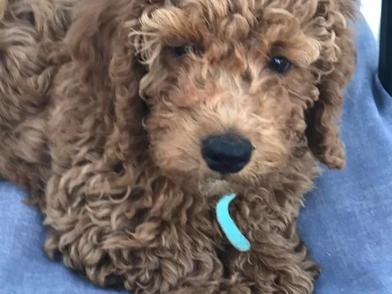 Five A's Goldendoodles photo 1