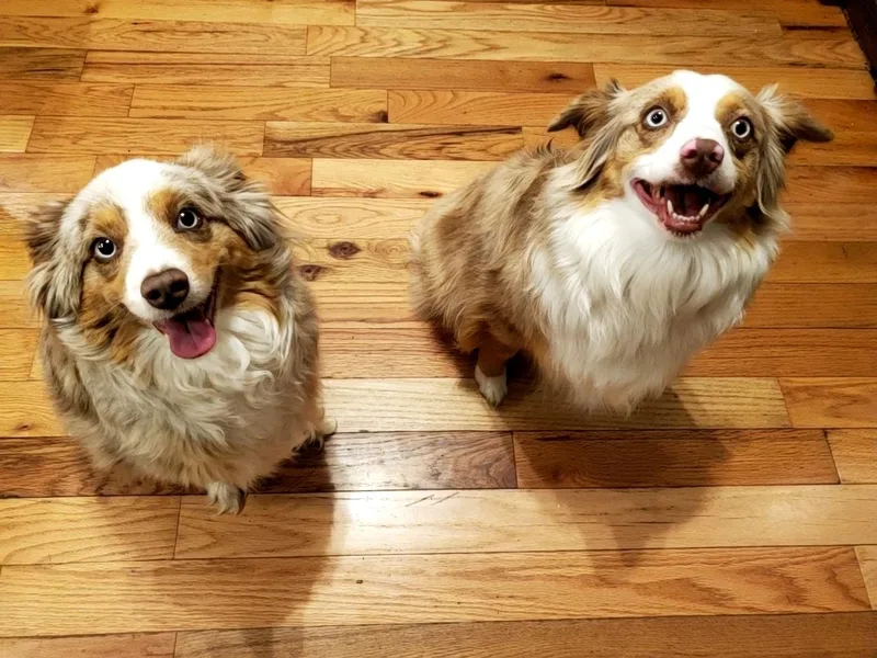 Five Arrows Mini Aussies photo 1