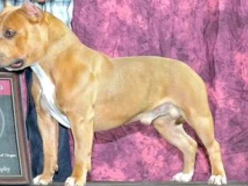 Five Six Two Bullies