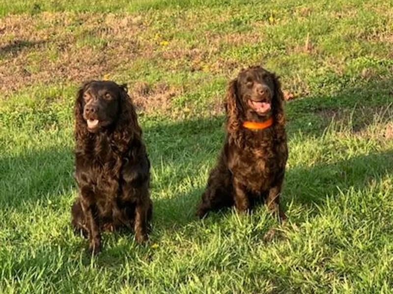 Five-Springs-Kennels