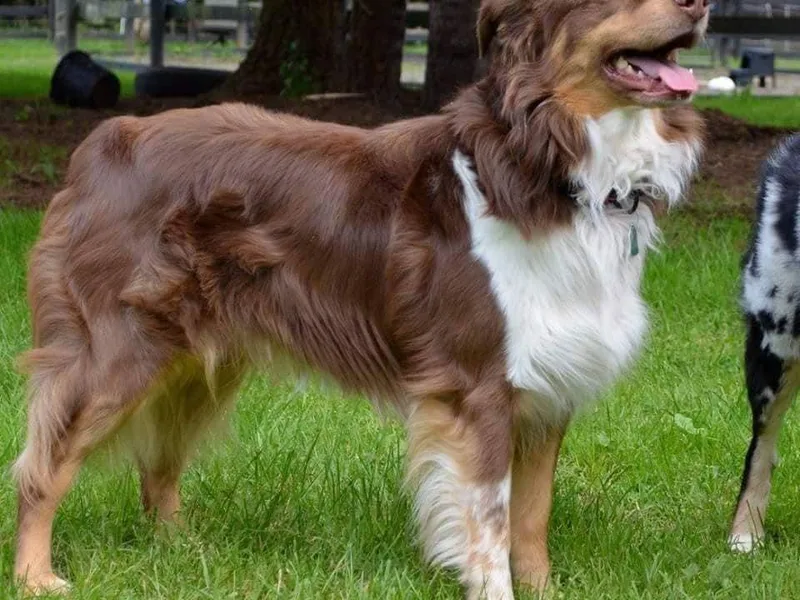 Five Stars Australian Shepherds