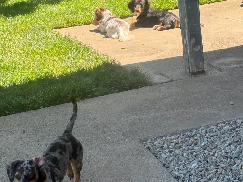 FiveThreeZeroMiniDachshunds