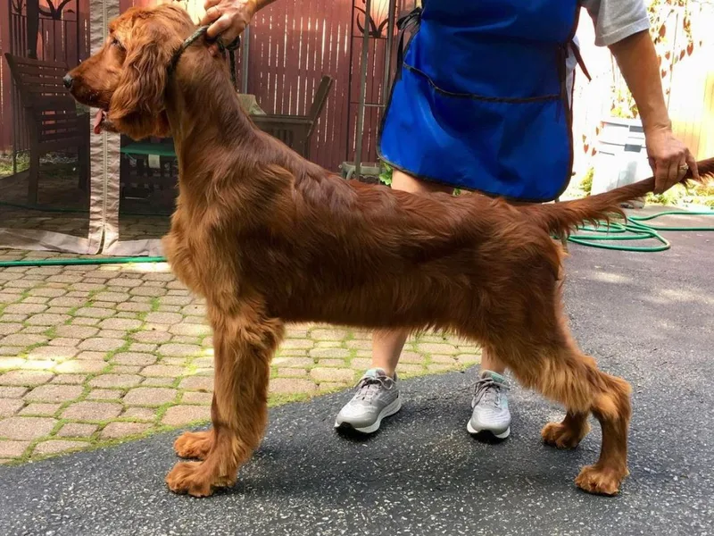 Flamingacres Irish Setters