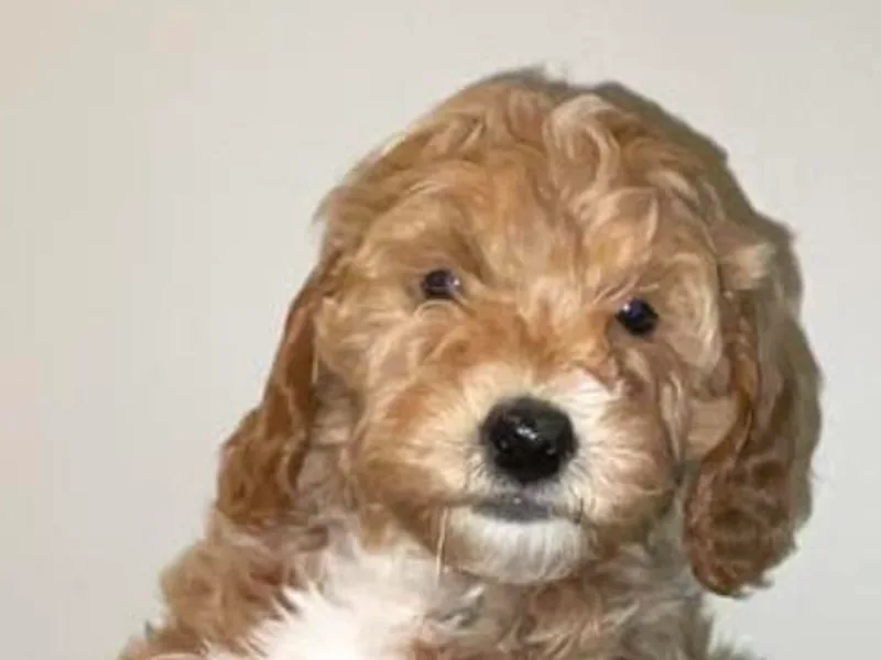 Flamms Goldendoodles photo 1