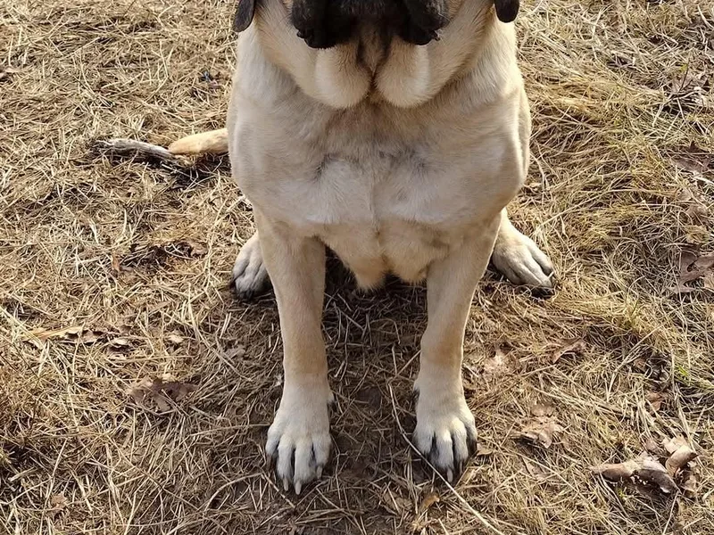 Flanders Kennels LLC