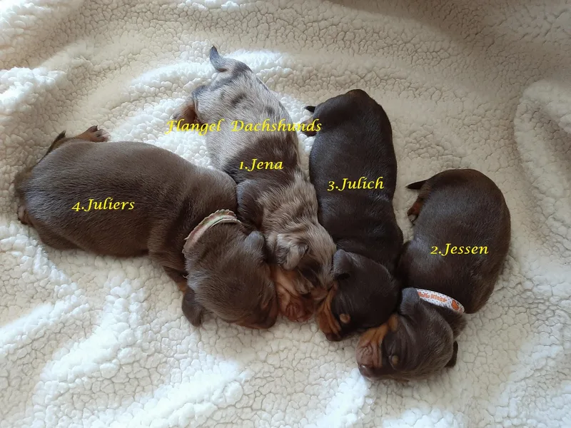 Flangel Dachshunds