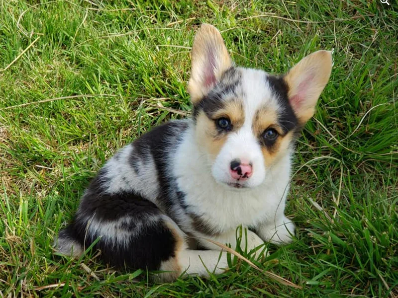 Flat Creek Corgis photo 1