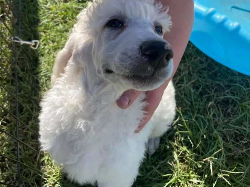 Flat Rock Doodles LLC