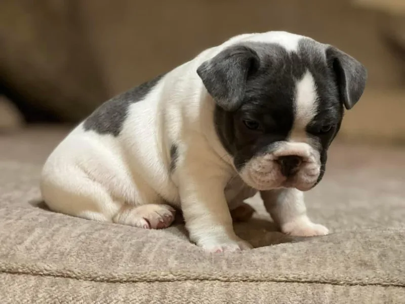Flat Rock Frenchies