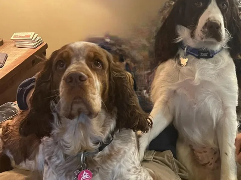 Flatbranch English Springer Spaniels