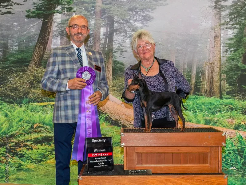 Flatbroke Toy Manchester Terriers