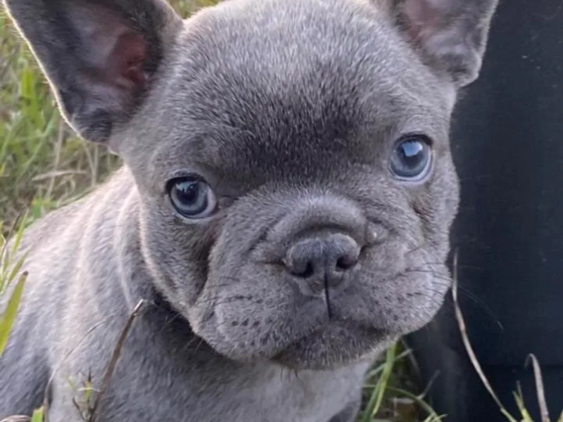 Flathead’s Fabulous Frenchies